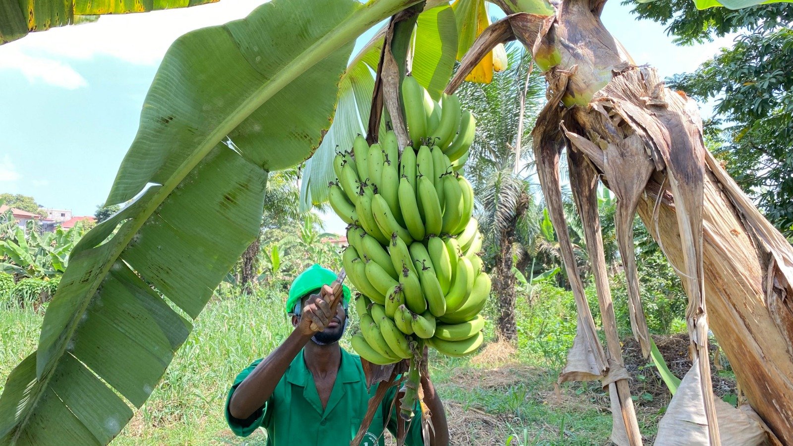 Agriculture et Élevage / Production Animale et Végétale
